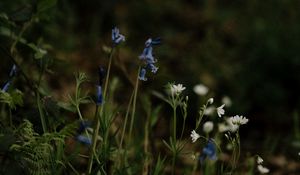 Preview wallpaper wild flowers, flowers, plants, macro, nature