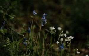 Preview wallpaper wild flowers, flowers, plants, macro, nature