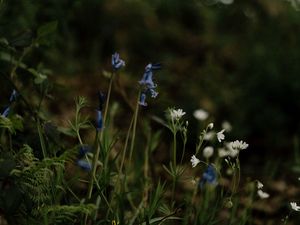 Preview wallpaper wild flowers, flowers, plants, macro, nature