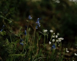 Preview wallpaper wild flowers, flowers, plants, macro, nature