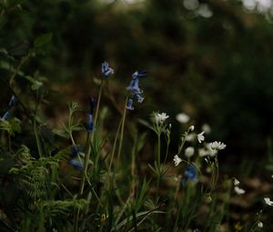 Preview wallpaper wild flowers, flowers, plants, macro, nature