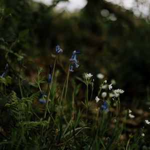 Preview wallpaper wild flowers, flowers, plants, macro, nature