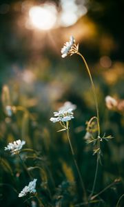 Preview wallpaper wild flowers, flowers, plants, macro