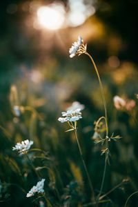 Preview wallpaper wild flowers, flowers, plants, macro