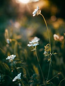 Preview wallpaper wild flowers, flowers, plants, macro