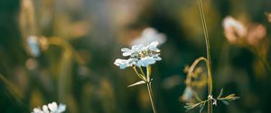 Preview wallpaper wild flowers, flowers, plants, macro