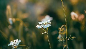 Preview wallpaper wild flowers, flowers, plants, macro