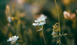 Preview wallpaper wild flowers, flowers, plants, macro