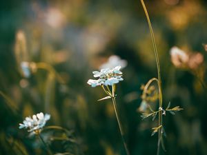 Preview wallpaper wild flowers, flowers, plants, macro