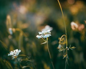 Preview wallpaper wild flowers, flowers, plants, macro