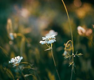 Preview wallpaper wild flowers, flowers, plants, macro