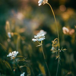 Preview wallpaper wild flowers, flowers, plants, macro