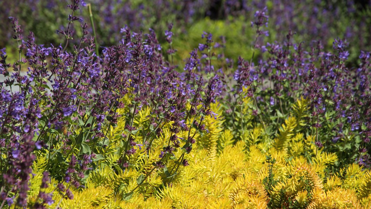 Wallpaper wild flowers, flowers, plants, macro, bright