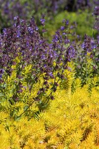 Preview wallpaper wild flowers, flowers, plants, macro, bright