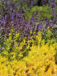 Preview wallpaper wild flowers, flowers, plants, macro, bright