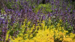 Preview wallpaper wild flowers, flowers, plants, macro, bright