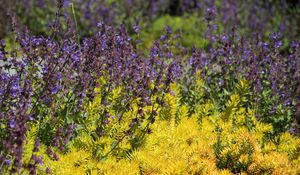 Preview wallpaper wild flowers, flowers, plants, macro, bright