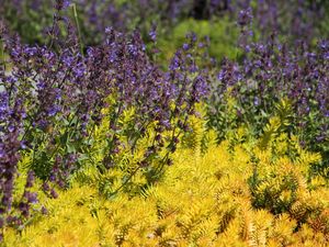 Preview wallpaper wild flowers, flowers, plants, macro, bright