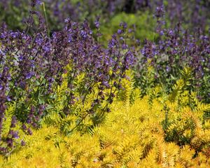 Preview wallpaper wild flowers, flowers, plants, macro, bright