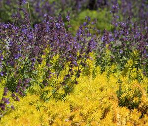 Preview wallpaper wild flowers, flowers, plants, macro, bright