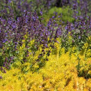 Preview wallpaper wild flowers, flowers, plants, macro, bright