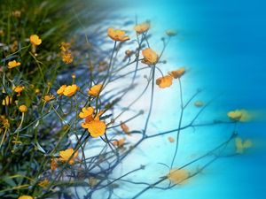 Preview wallpaper wild flowers, greenery, sky