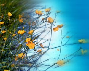 Preview wallpaper wild flowers, greenery, sky