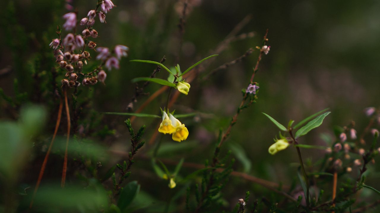 Wallpaper wild flowers, plants, leaves, macro, nature