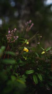 Preview wallpaper wild flowers, plants, leaves, macro, nature