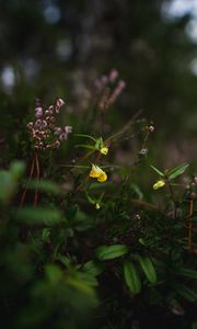 Preview wallpaper wild flowers, plants, leaves, macro, nature