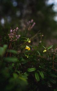 Preview wallpaper wild flowers, plants, leaves, macro, nature