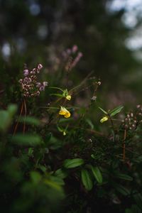 Preview wallpaper wild flowers, plants, leaves, macro, nature