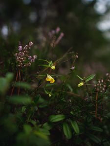 Preview wallpaper wild flowers, plants, leaves, macro, nature