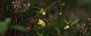 Preview wallpaper wild flowers, plants, leaves, macro, nature