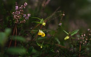 Preview wallpaper wild flowers, plants, leaves, macro, nature