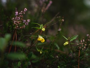 Preview wallpaper wild flowers, plants, leaves, macro, nature