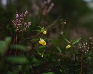 Preview wallpaper wild flowers, plants, leaves, macro, nature