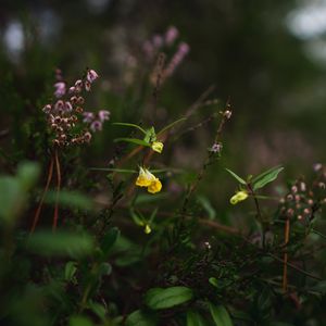 Preview wallpaper wild flowers, plants, leaves, macro, nature