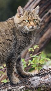 Preview wallpaper wild forest cat, animal, wildlife, log