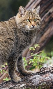 Preview wallpaper wild forest cat, animal, wildlife, log