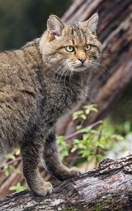 Preview wallpaper wild forest cat, animal, wildlife, log