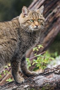 Preview wallpaper wild forest cat, animal, wildlife, log