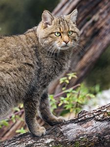 Preview wallpaper wild forest cat, animal, wildlife, log