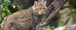 Preview wallpaper wild forest cat, animal, wildlife, log