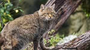 Preview wallpaper wild forest cat, animal, wildlife, log