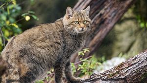 Preview wallpaper wild forest cat, animal, wildlife, log