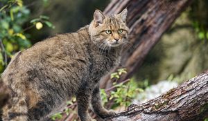 Preview wallpaper wild forest cat, animal, wildlife, log