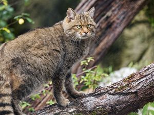 Preview wallpaper wild forest cat, animal, wildlife, log