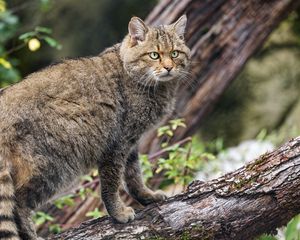 Preview wallpaper wild forest cat, animal, wildlife, log