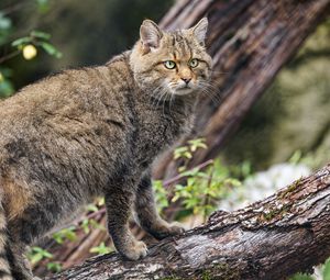 Preview wallpaper wild forest cat, animal, wildlife, log